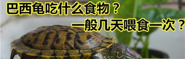 巴西红耳龟饮食指南（刚出生的巴西红耳龟应该吃什么？）