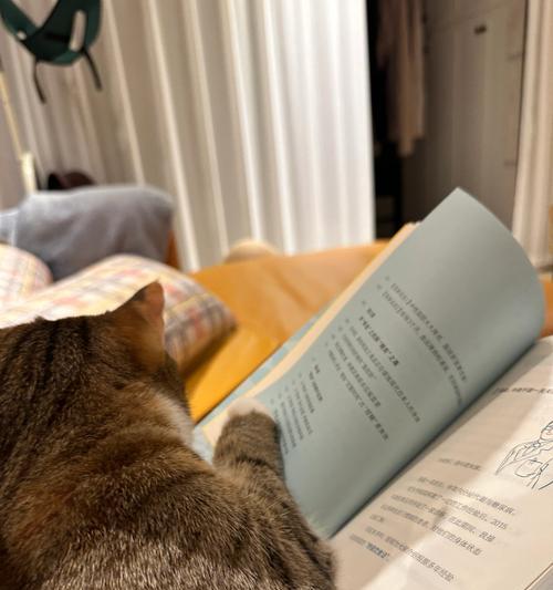 小猫喜欢爬被窝的原因（探究小猫为何钟爱被窝）