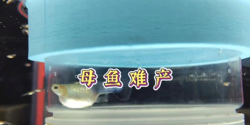 母孔雀鱼喂养小鱼的饮食要求（以何种饮食为主？）