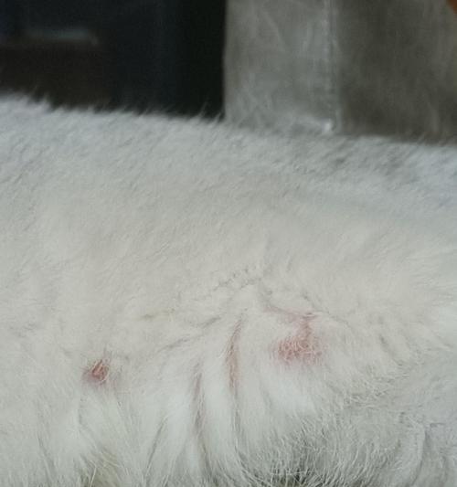 探秘母猫无子宫哺乳现象的奶头特征（揭秘没有怀孕的母猫奶头的形态及其关键特征）