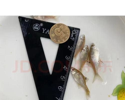 鱼七彩（压成鱼七彩的创新工艺与独特魅力）