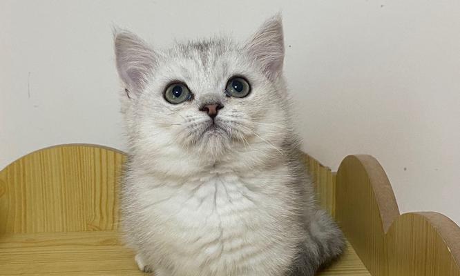 哪种猫更乖巧可爱？（揭秘最容易驯服的猫咪品种）