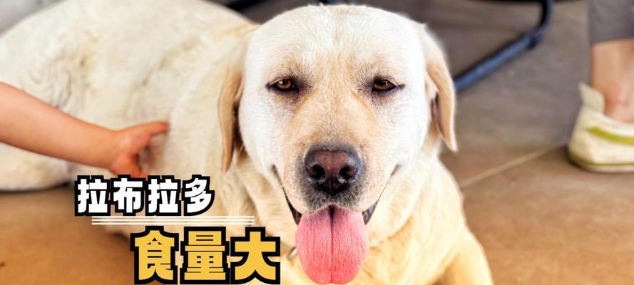 拉布拉多手术后的饮食指南（为你的爱犬提供营养丰富的餐食，加快康复过程）