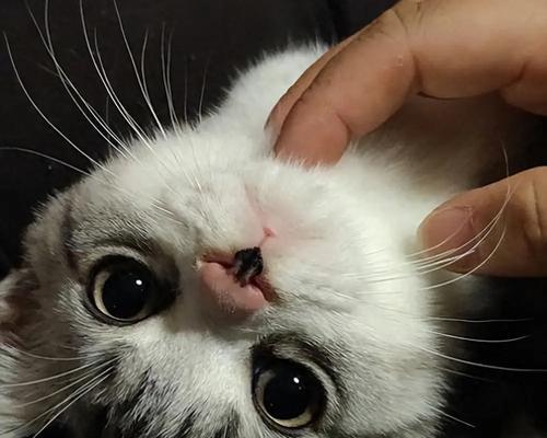 美短与土猫（揭秘美短与土猫的区别，了解它们的独特之处）