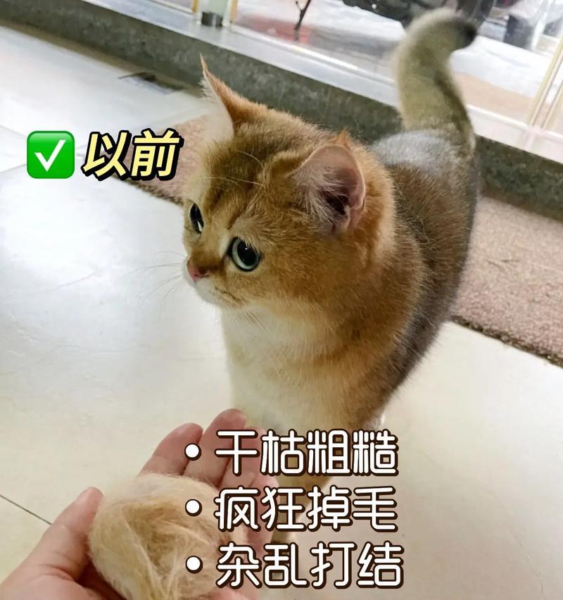 猫咪掉毛掉秃，你需要了解的常见情况（揭秘猫咪掉毛掉秃的原因及应对方法）