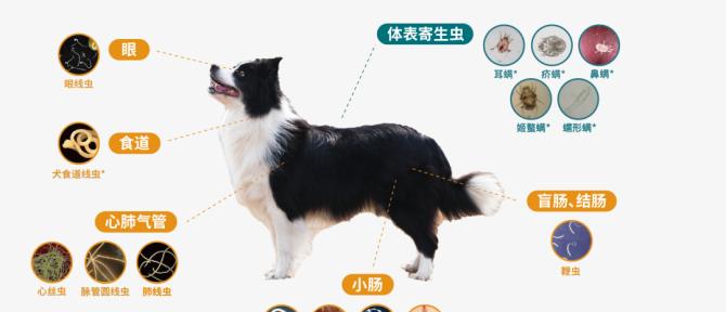 狗的钩虫感染研究（钩虫感染与狗的相关性及影响）