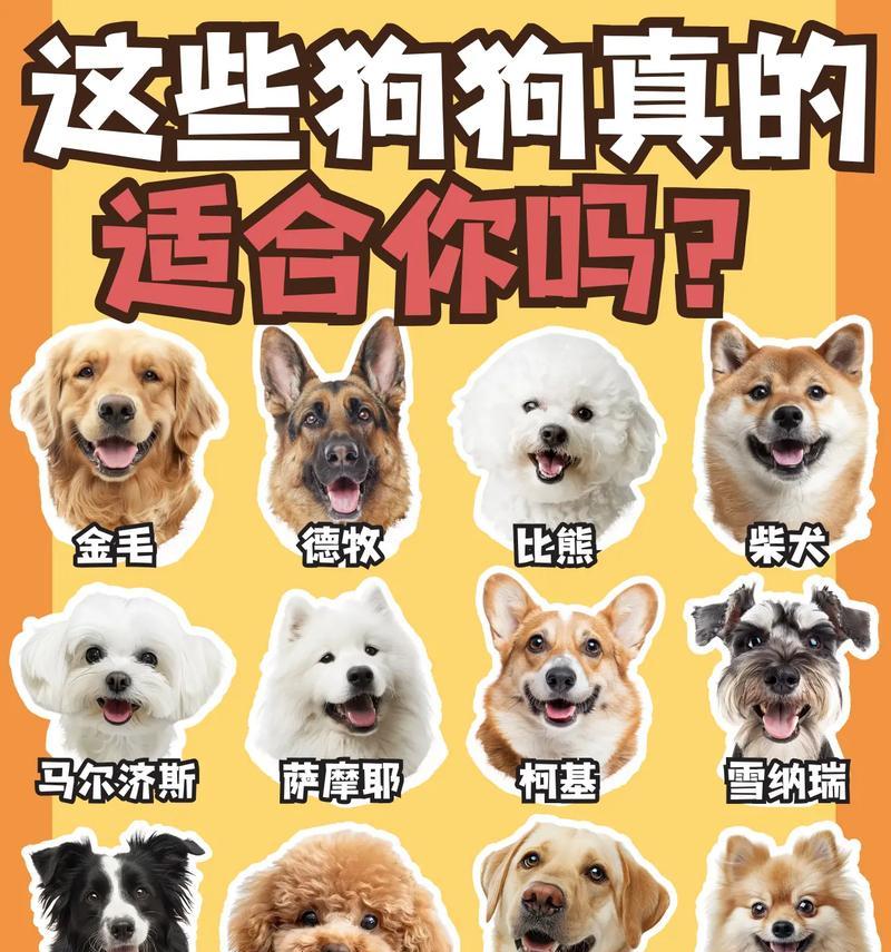 以德牧宠物狗的最佳名字选择指南（给你的以德牧起个与众不同的名字，让它独具个性吧！）