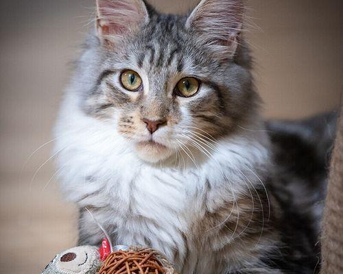 猫的语言之谜（揭秘猫的发声方式与含义）