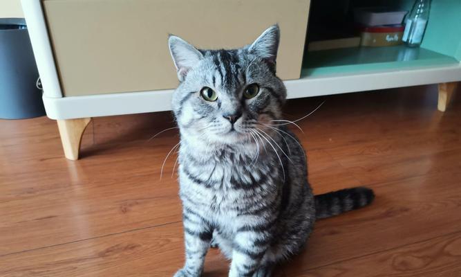 小猫为什么长不大？（探究小猫生长过程中的独特特点）