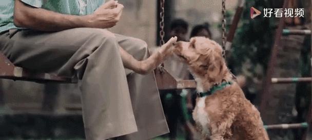 土狗与狼狗（了解天然品种与驯化品种的差异，探寻犬类演化的奥秘）