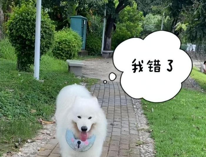 萨摩耶怀孕四十天的症状（了解你的毛茸茸宝贝正在发生的变化及相关注意事项）