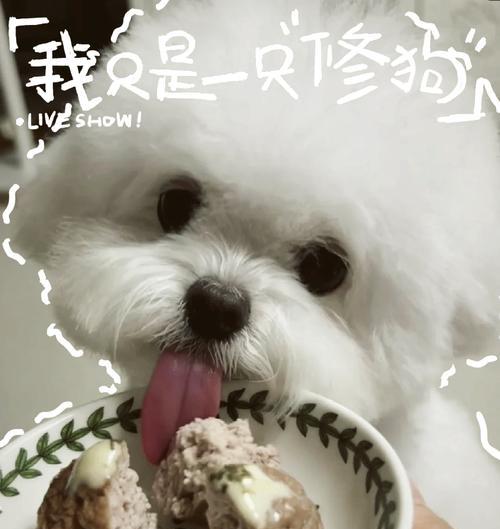 为狗煮食的营养指南（了解狗的饮食需求与健康）