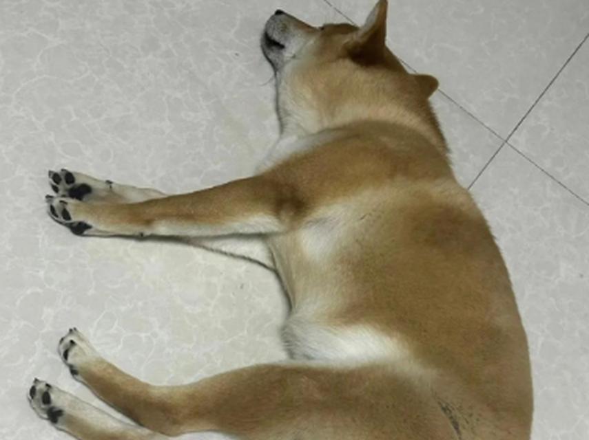 狗月经（了解狗月经的重要性，保持宠物健康）
