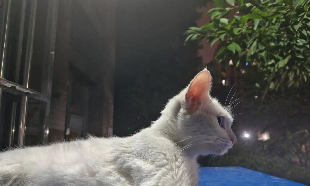 如何选择适合养的猫咪（以外貌为主还是以性格为主？——以养什么猫好看为主题）