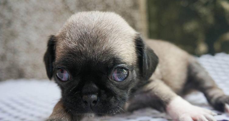 八哥犬的换毛季节及护理技巧（了解八哥犬的换毛季节，合理护理它们的毛发健康）
