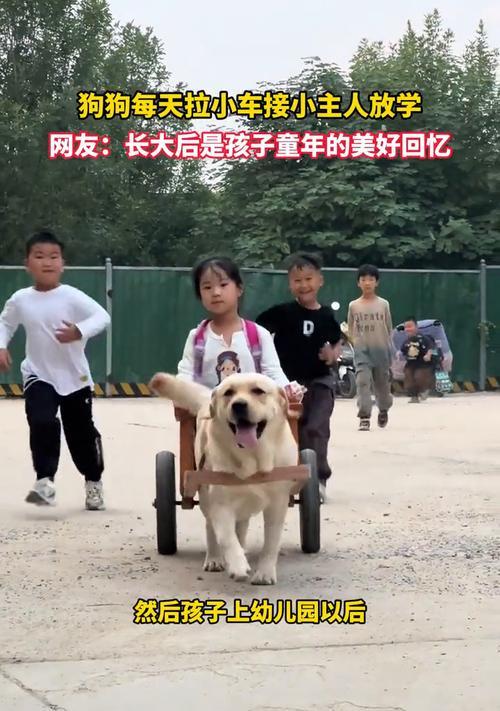 狗狗的成长（探索狗狗的生长发育和成熟时期）