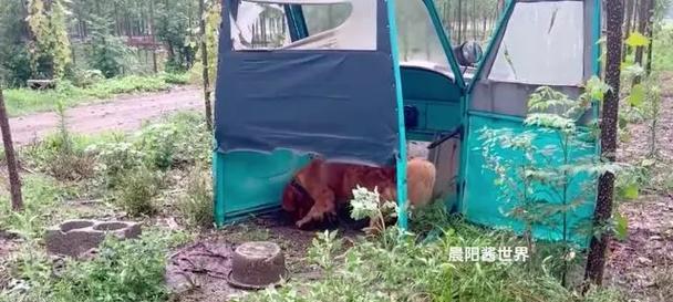 金毛怀孕了，你需要做好这些准备（细致备孕工作，让金毛妈妈和宝宝健康度过怀孕期）