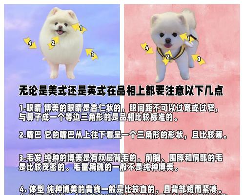 博美犬——优雅与活泼并存的宠物选择（博美犬）
