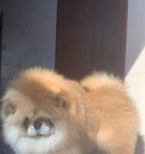 白色松狮——纯洁与高贵的象征（探寻白色松狮的起源和魅力）
