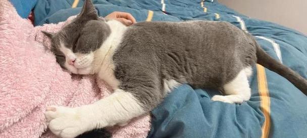 猫咪的最佳舒适位置（探索猫咪的喜好，打造它们的天堂）