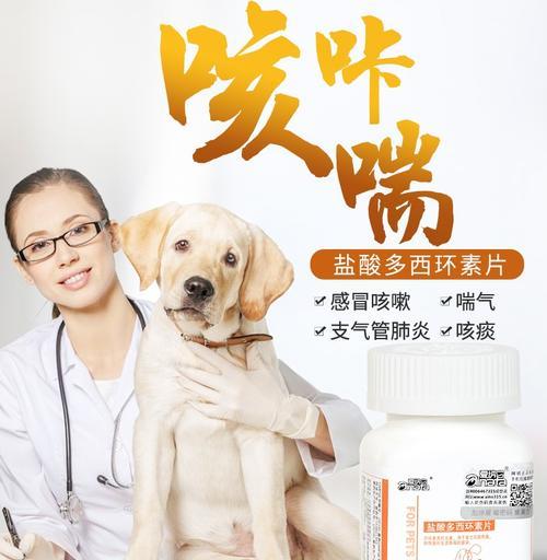 狗感冒流鼻涕打什么针？（宠物狗感冒流鼻涕的症状、治疗方法及预防）