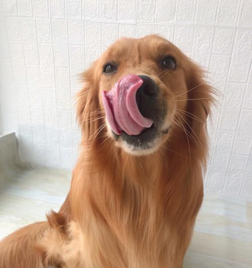 金毛犬的饮食之道（为你的金毛提供健康饮食，探索生肉营养的奥秘）