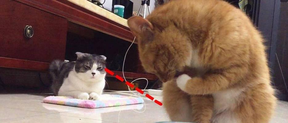 猫咪，你懂的什么意思？（揭秘猫咪行为语言，探寻它们与我们之间的默契）