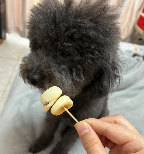 狗狗生下来后的饮食需求（了解狗狗生长阶段的关键饮食要求，为它们提供健康成长）