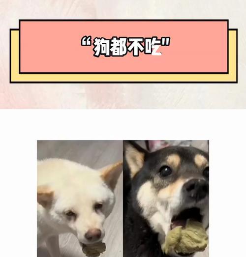 如何为狗狗提供均衡营养饮食？（让你的宠物狗健康成长，满满活力。）