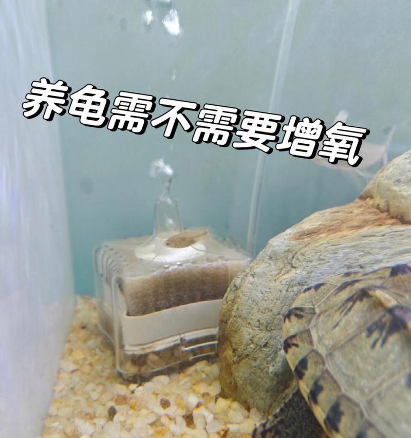 养龟必备的过滤设备和方法（了解龟类的生活环境，确保龟儿的健康成长）
