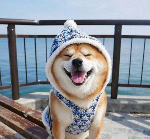 适合上班族养的宠物犬（独立性强、适应力好的宠物犬种推荐）