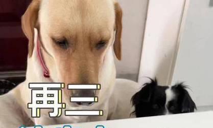 狗狗口臭问题？来点茶水！（解决狗狗口臭问题的神奇茶水及使用方法）