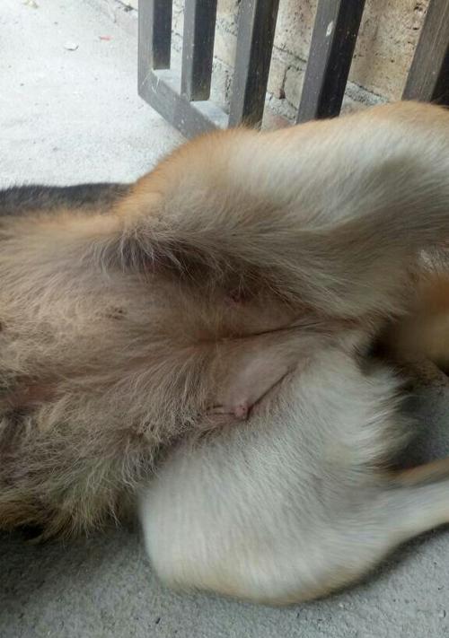 狗配种二十五天的症状及注意事项（了解狗配种二十五天的症状，保证繁殖成功）