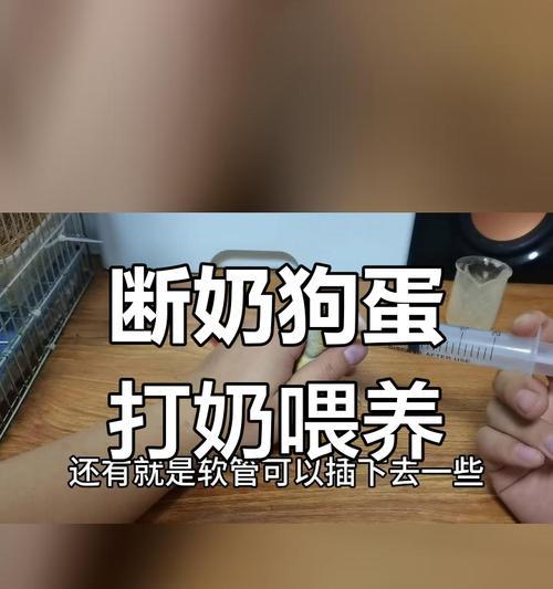 如何让小狗不吃外面的东西？（有效控制小狗的饮食习惯）