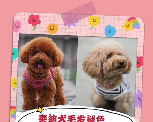 泰迪犬吐血原因解析（探讨泰迪犬吐血的常见原因及治疗方法）