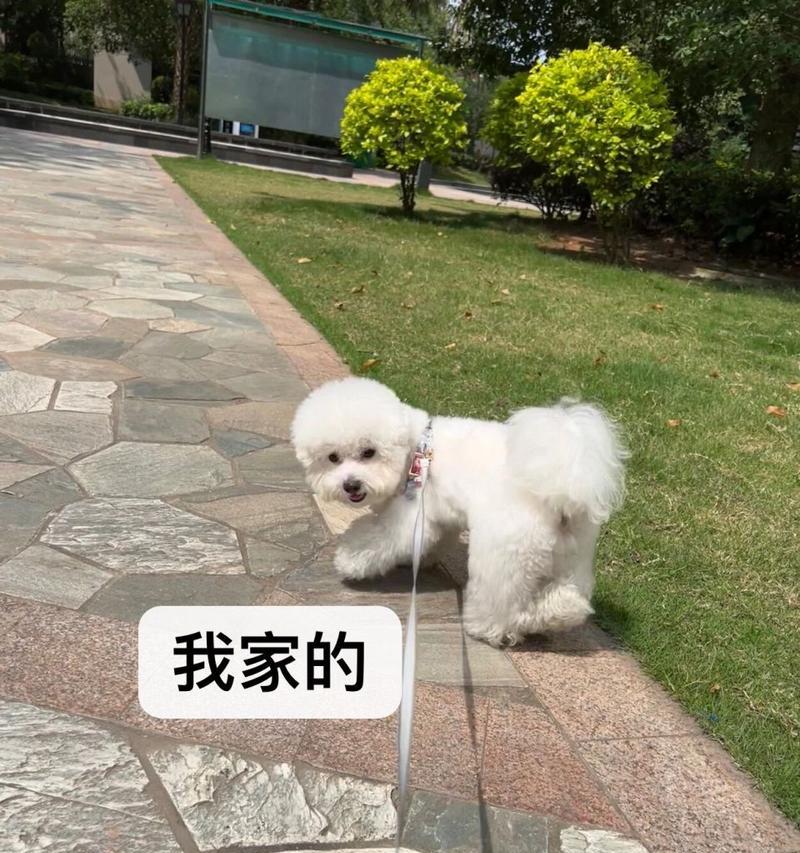 比熊爆毛的原因及应对措施（揭秘比熊爆毛背后的原因及如何有效应对）