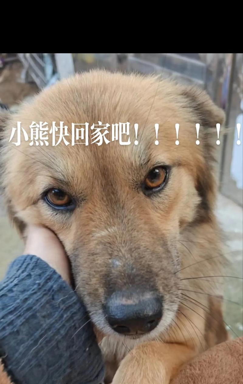 寻找丢失狗的有效方法（迷途小伙伴的回家路）