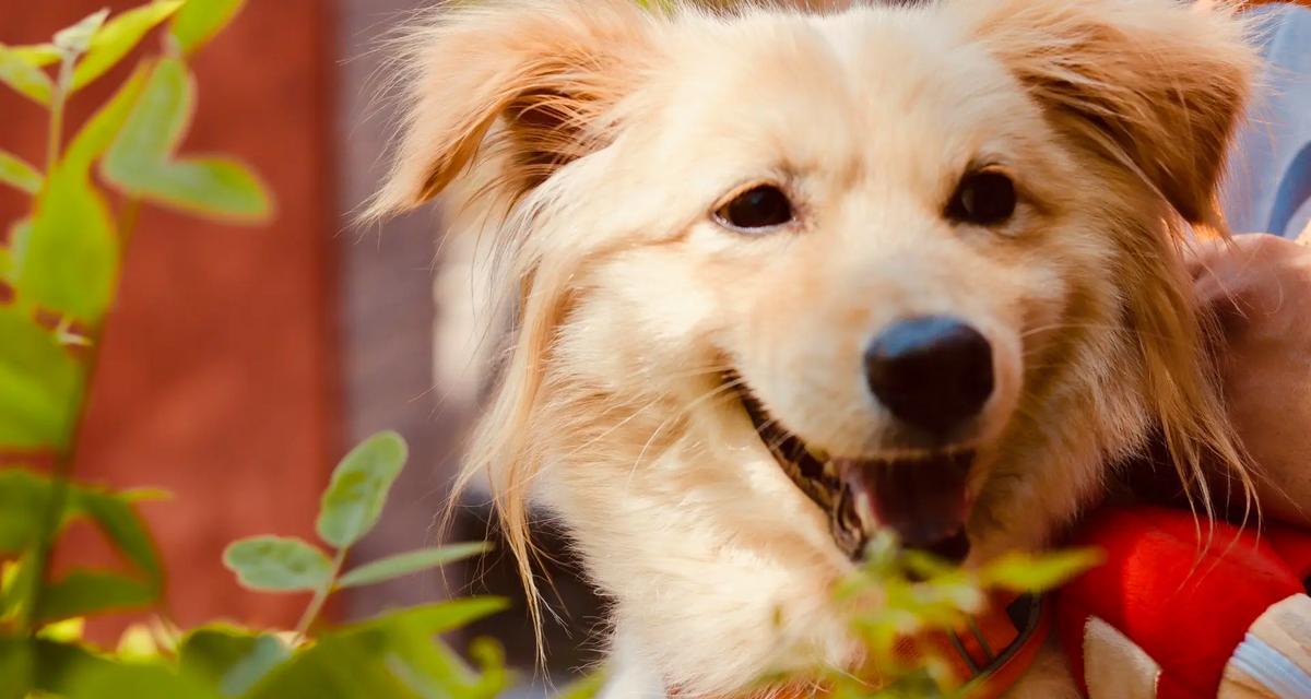 带狗游览的最佳景点（与你的爱犬一起畅游自然之美）