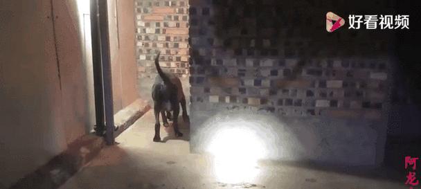 犬难产的后果及应对措施（犬难产引发的健康问题与解决方案）