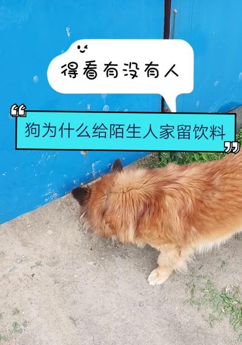 狗狗为何会缠上陌生人？（解析狗狗缠人行为的原因及应对方法）