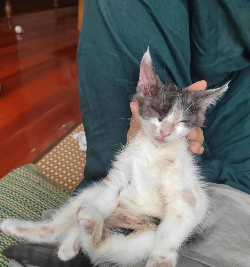 猫传染人的疾病（家喵毛细菌攻略及预防措施）