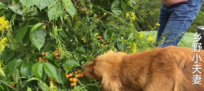 金毛犬适合食用的水果有哪些？（探索金毛犬健康饮食的多样性）