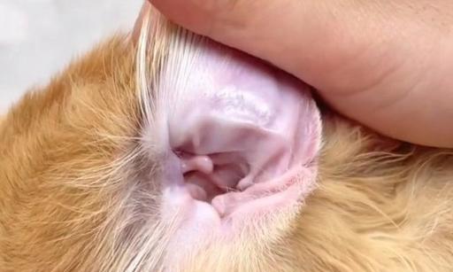 猫为什么喜欢玩棉签？（揭开猫咪对棉签的独特喜爱之谜）