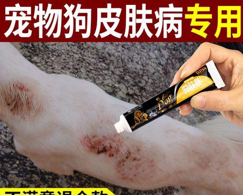 治疗泰迪皮肤病的药物及方法（选择适合的药物，让泰迪恢复健康）