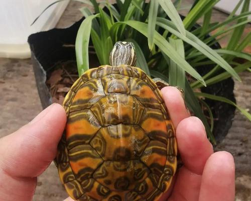 龟粪的生态价值及其被动物利用的现象（海洋生物以龟粪为食的奇特现象与演化）