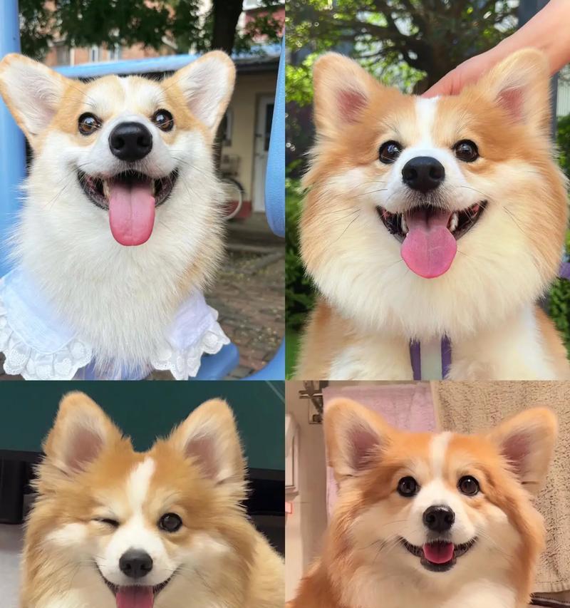 柯基犬性格稳定的关键时期（探究柯基犬性格稳定的关键时刻和方法）