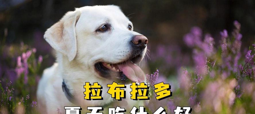 如何给三四个月的拉布拉多提供最佳饮食（满足成长需求的营养均衡饮食计划）