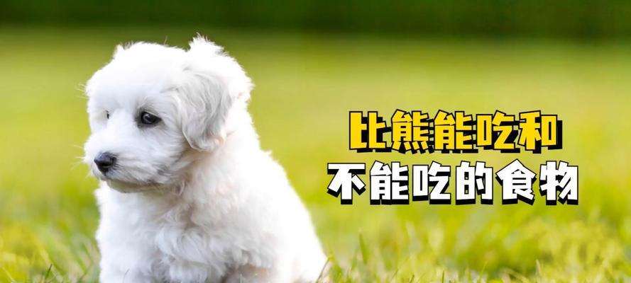 以一岁的比熊吃什么最好？（细心照顾你可爱的比熊宝宝，从饮食健康开始！）