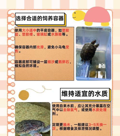 小乌龟的最爱食物是什么？（揭开小乌龟的美食疑云）