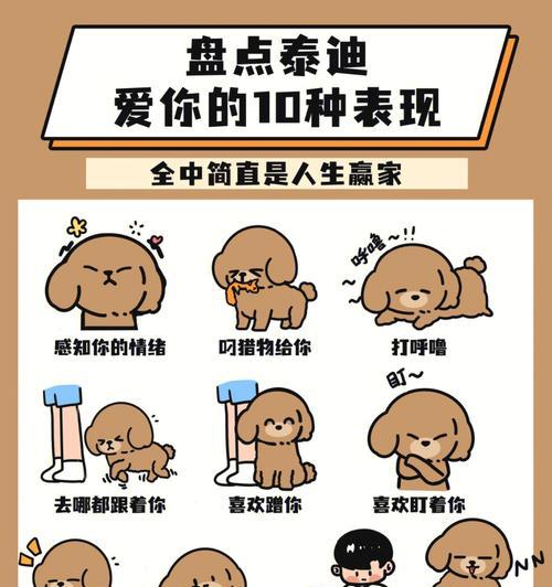 泰迪狗的舔人行为揭示了它们的情感表达方式（探索泰迪狗舔人行为背后的意义与目的）